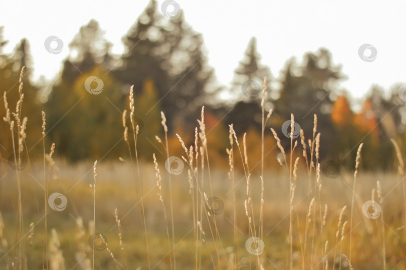 Скачать золотые колосья на фоне осеннего поля в солнечный день фотосток Ozero