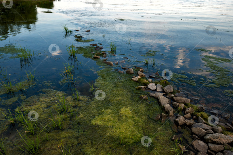 Скачать Берег озера с камнями и водорослями. фотосток Ozero