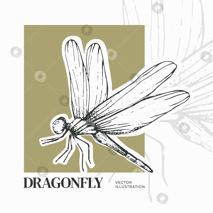 Скачать Векторная иллюстрация стрекозы в стиле гравюры. Летающее насекомое. Энтомология фотосток Ozero
