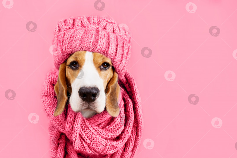 Скачать Собака породы бигль в вязаном розовом шарфе или снуде и шапочке фотосток Ozero