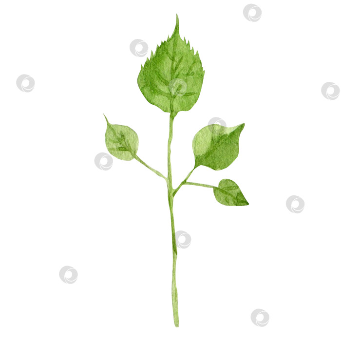 Скачать Акварельная изолированная иллюстрация зеленых листьев. Ботаническая рисованная иллюстрация, выделенная на белом фоне, для почтовой открытки, дизайна упаковки фотосток Ozero