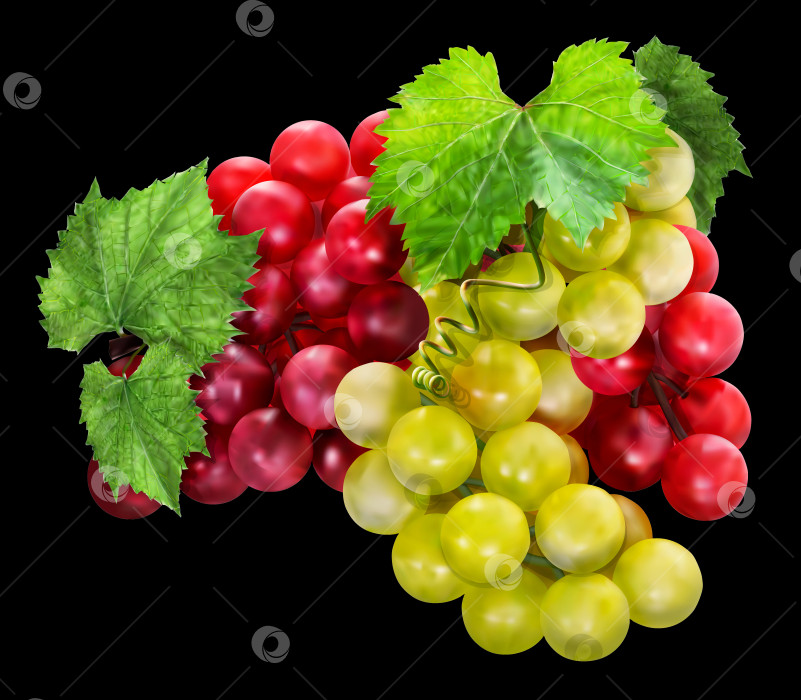 Скачать Красный и зеленый виноград с листьями красиво смотрится на черном фоне. Иллюстрация. фотосток Ozero