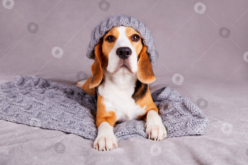 Скачать Собака породы бигль в вязаной серой шапке и шарфе лежит на диване. фотосток Ozero