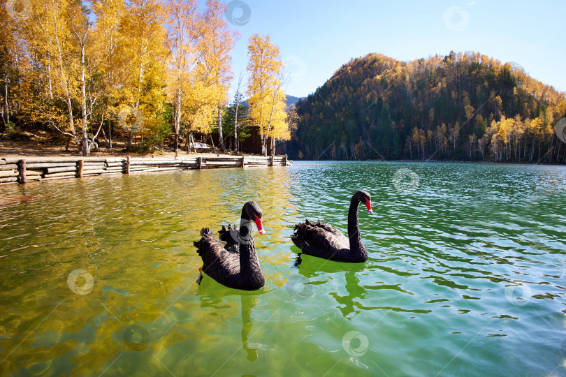 Скачать Прекрасный осенний пейзаж. Два черных лебедя плавают в озере фотосток Ozero