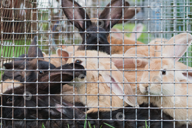 Скачать Кролики сидят в клетках фотосток Ozero