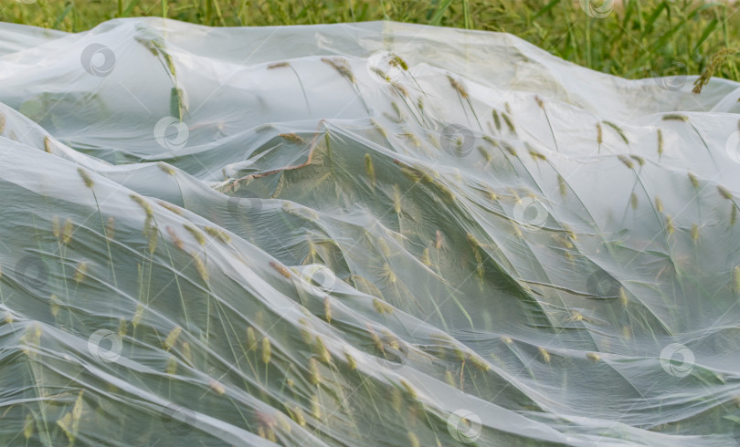 Скачать Зеленые растения покрыты полупрозрачной пленкой фотосток Ozero