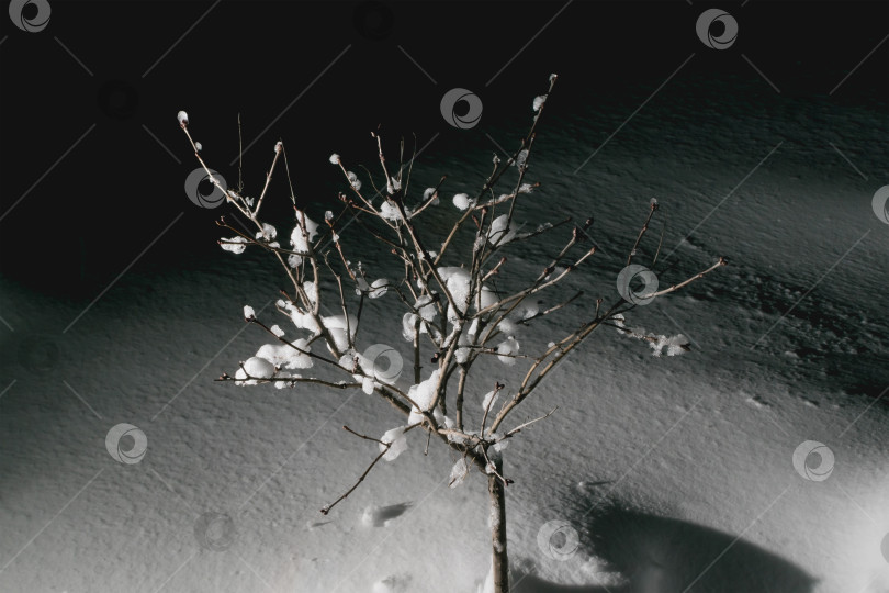 Скачать Дерево, покрытое замерзшим снегом фотосток Ozero