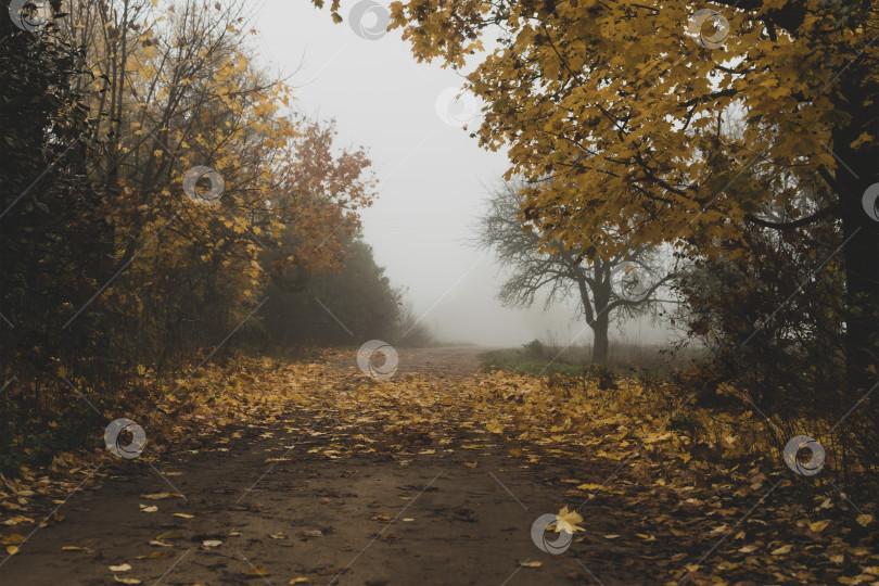 Скачать Вид на осенний парк фотосток Ozero