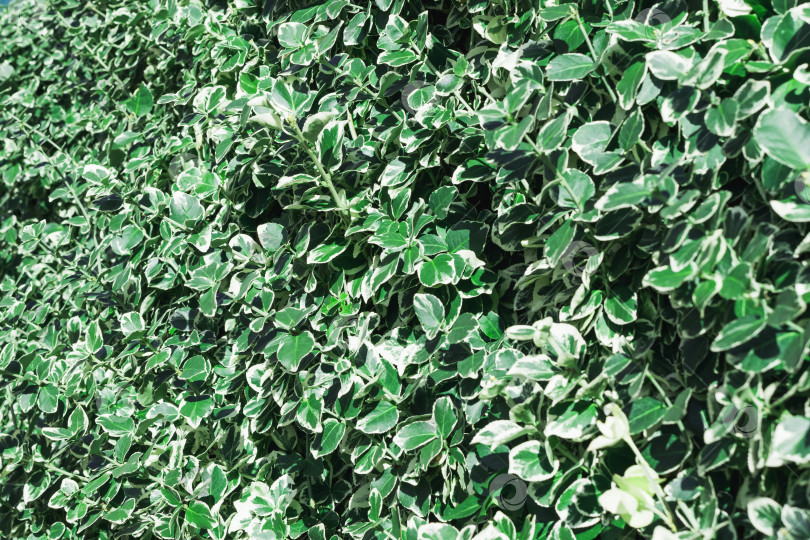 Скачать Зеленый подстриженный кустарник в саду фотосток Ozero