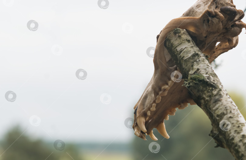 Скачать Фрагмент черепа животного в лесу фотосток Ozero