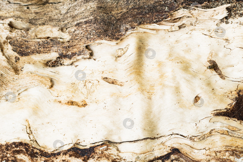 Скачать Обломок старого сгнившего дерева фотосток Ozero