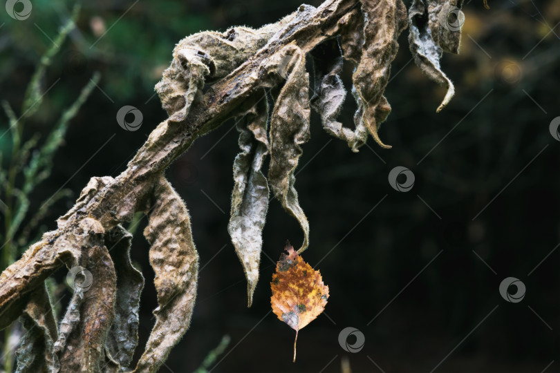 Скачать Увядшее травянистое растение в лесу фотосток Ozero