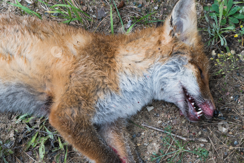 Скачать В лесу лежит мертвая лиса фотосток Ozero