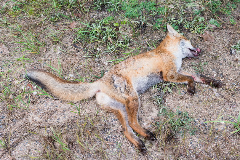 Скачать В лесу лежит мертвая лиса фотосток Ozero