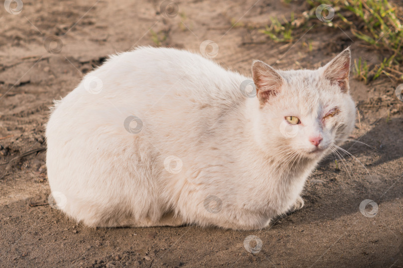 Скачать Одинокий кот с подбитым глазом фотосток Ozero