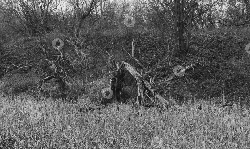 Скачать Старое высохшее сломанное дерево фотосток Ozero