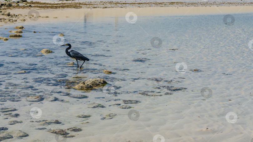 Скачать Красивая черная цапля прогуливается по мелководью фотосток Ozero