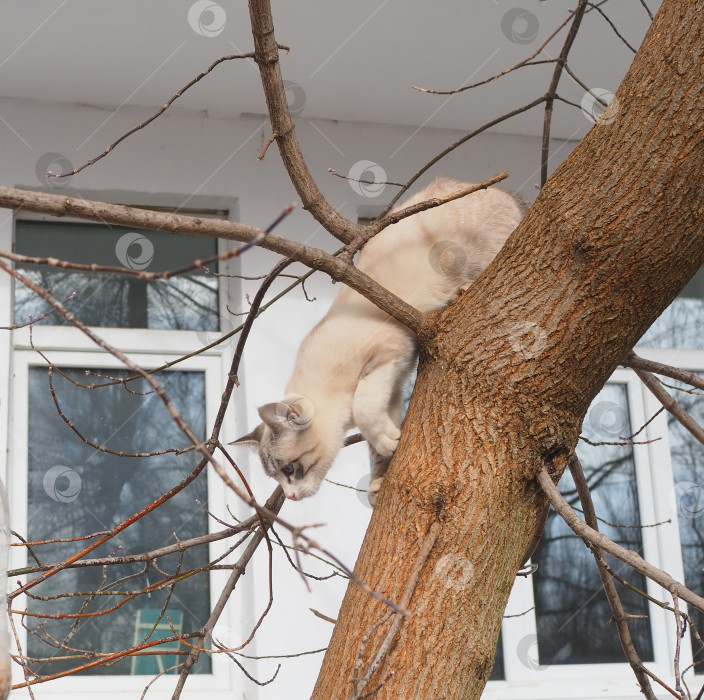 Скачать Кошка спускается с дерева. фотосток Ozero