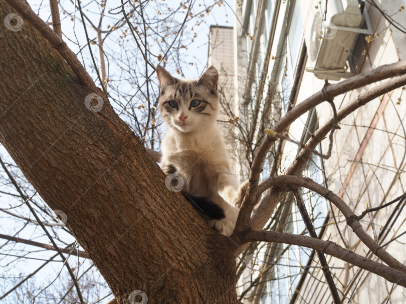 Скачать Кошка с голубыми глазами сидит на дереве в городе на фоне дома. фотосток Ozero