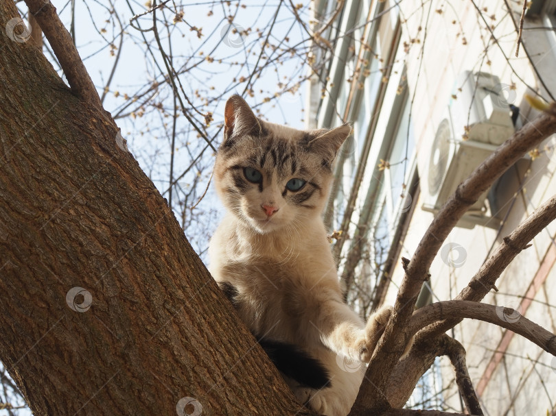 Скачать Кот сидит на дереве. фотосток Ozero