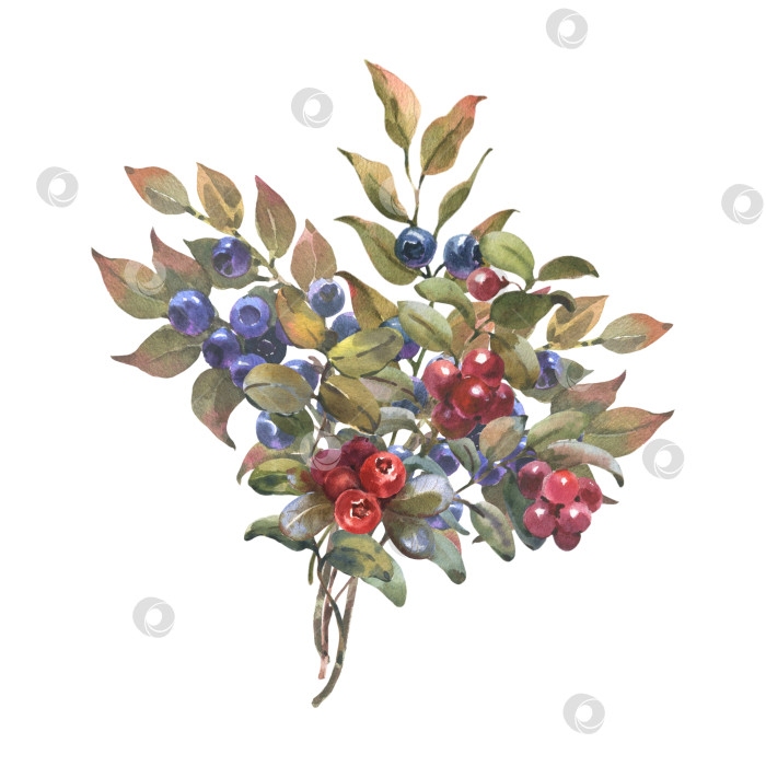 Скачать Акварельная иллюстрация, нарисованная от руки, с изображением клюквы, черники и зелеными листьями. Лесное растение с синими ягодами, выделенными на белом фоне фотосток Ozero