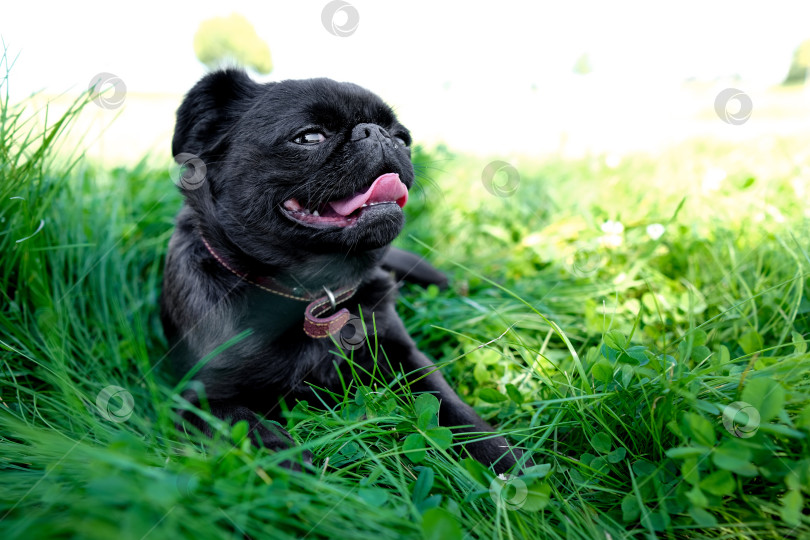 Скачать Портрет симпатичного черного домашнего мопса породы "Пти Брабансон Брюссельский гриффон" с открытой пастью. Собака лежит на зеленой траве в парке. Концепция домашнего питомца-щенка. Летнее время. фотосток Ozero