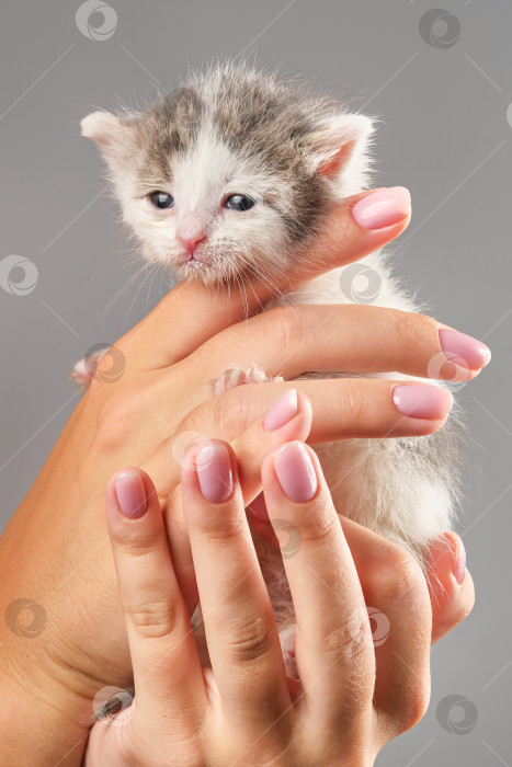 Скачать Грустный белый котенок на руках у женщины на сером фоне. фотосток Ozero