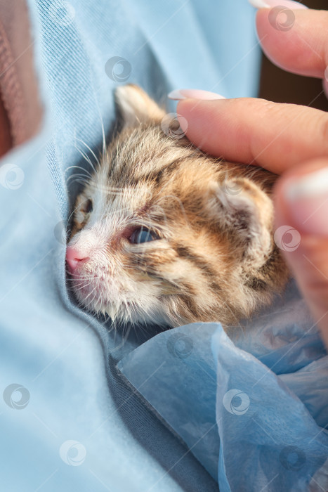 Скачать Женщина держит на руках новорожденного котенка. фотосток Ozero