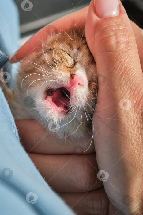 Скачать Медсестра гладит новорожденного котенка. Руки женщины держат новорожденного котенка. фотосток Ozero