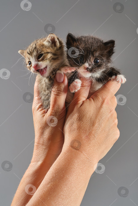 Скачать Руки женщины держат новорожденных котят. фотосток Ozero