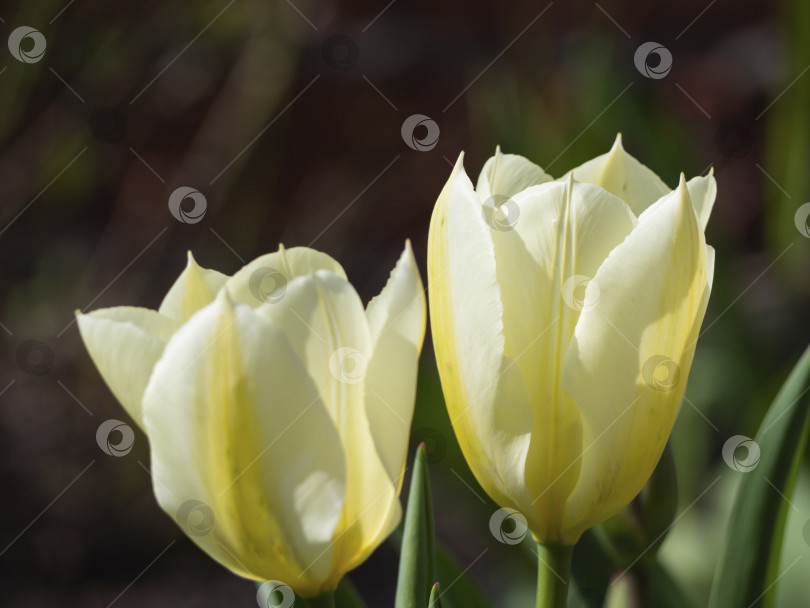Скачать Белый тюльпан в солнечном свете, размытый второй цветок на заднем плане. Пустое пространство для творчества фотосток Ozero