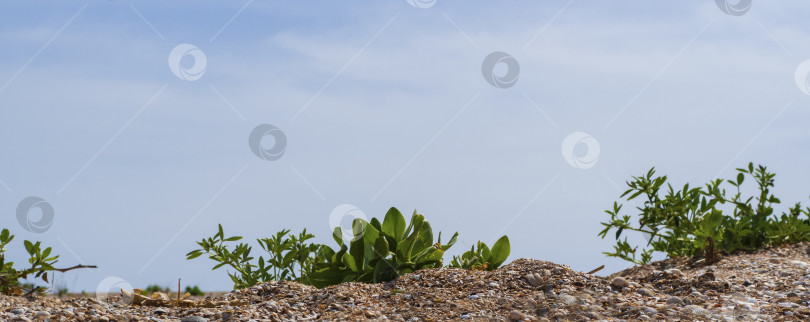 Скачать Зеленые маленькие растения на ракушечном песке под ярким небом. Ботаническая дикая природа пляжа крупным планом на фоне голубого облачного неба фотосток Ozero