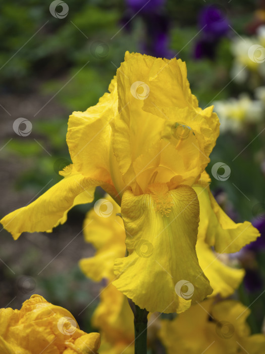 Скачать Изображение цветка желтого ириса крупным планом. Цветок и бутоны желтого ириса, водяной флаг (Iris pseudacorus), фотография природы с малой глубиной резкости. Желтый цветок на зеленом фоне. Сумпфшвертлилия фотосток Ozero