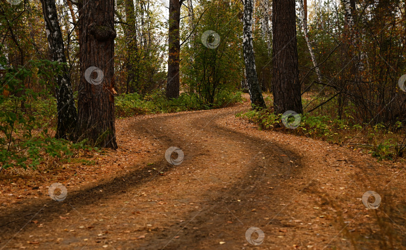 Скачать Загородная дорога, идущая рядом с пышными деревьями с разноцветными листьями в тихий осенний день в лесу фотосток Ozero