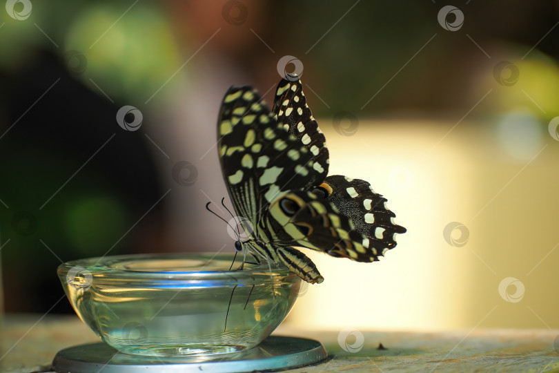 Скачать Тропическая бабочка фотосток Ozero