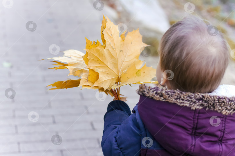 Скачать Букет кленовых листьев в руке ребенка, который прогуливается по парку. фотосток Ozero