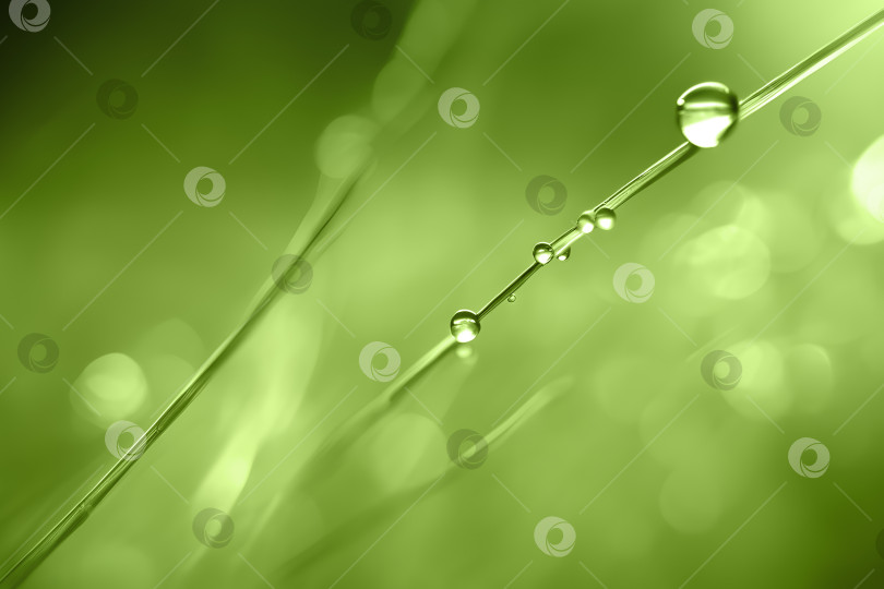 Скачать Абстрактный зеленый фон природы с каплями росы на траве. Макросъемка, размытие, малая глубина резкости фотосток Ozero