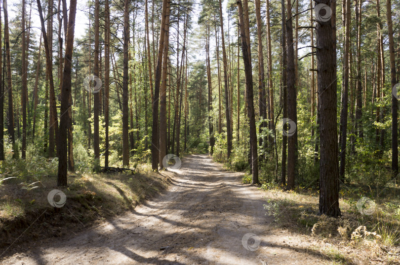 Скачать Дорога в хвойном лесу фотосток Ozero