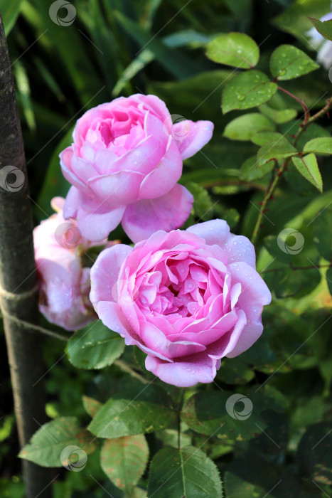 Скачать Розовые пионовидные розы вид сверху фотосток Ozero