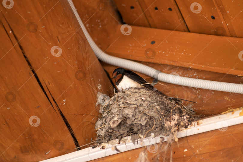 Скачать ласточка в своем гнезде под крышей деревянного здания фотосток Ozero