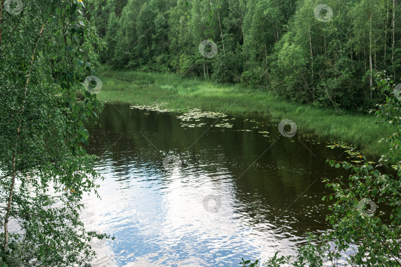 Скачать заводь лесной реки с болотистыми берегами, вид сверху фотосток Ozero