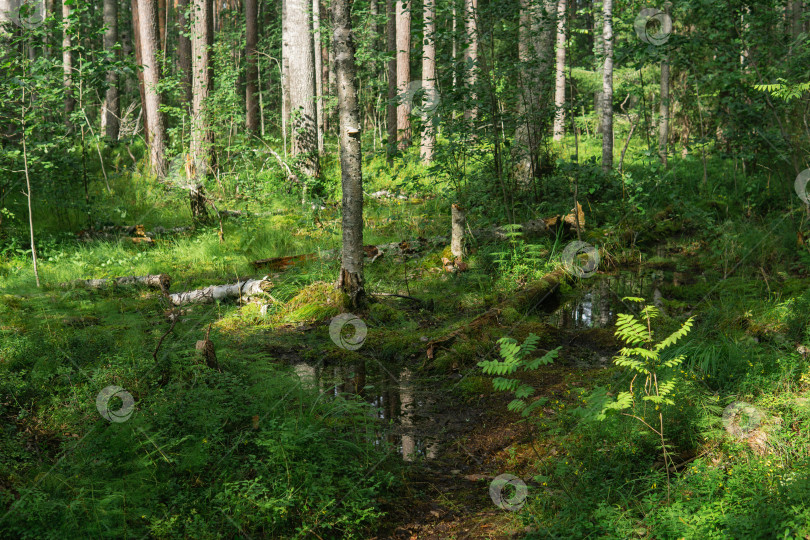 Скачать природный ландшафт с пресноводным болотным лесом фотосток Ozero