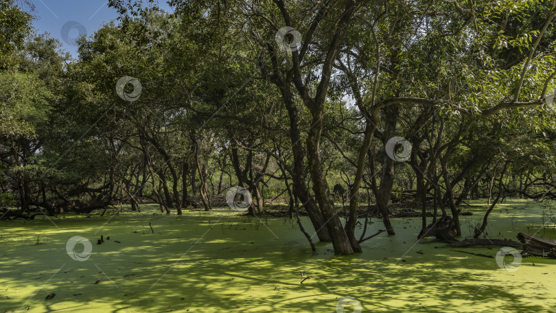 Скачать Раскидистые деревья растут в болотистой местности. фотосток Ozero