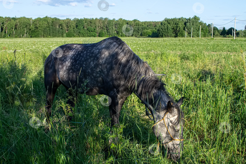 Скачать Летом в деревне пасется на привязи домашняя лошадь. фотосток Ozero