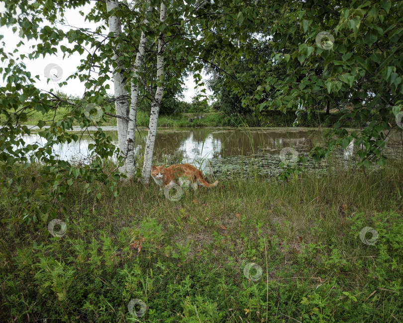 Скачать Кот на берегу фотосток Ozero