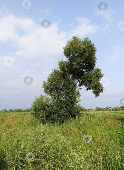 Скачать Дерево на фоне неба фотосток Ozero