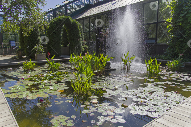 Скачать Небольшой декоративный пруд с цветущими водяными растениями фотосток Ozero