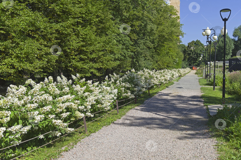 Скачать Кусты цветущей белой гортензии рядом с пешеходной дорожкой. Август, солнечно. фотосток Ozero