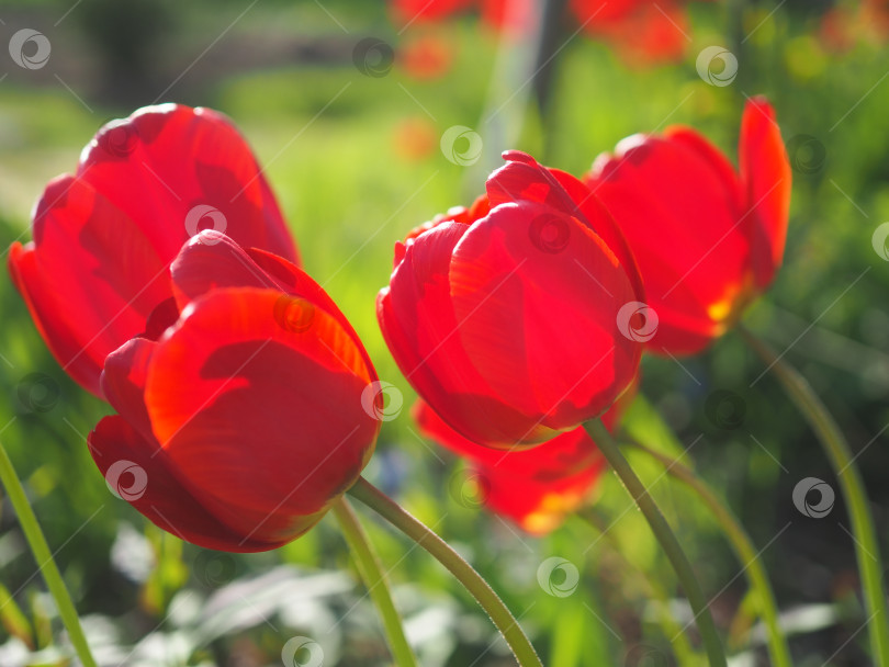 Скачать Красные тюльпаны. фотосток Ozero