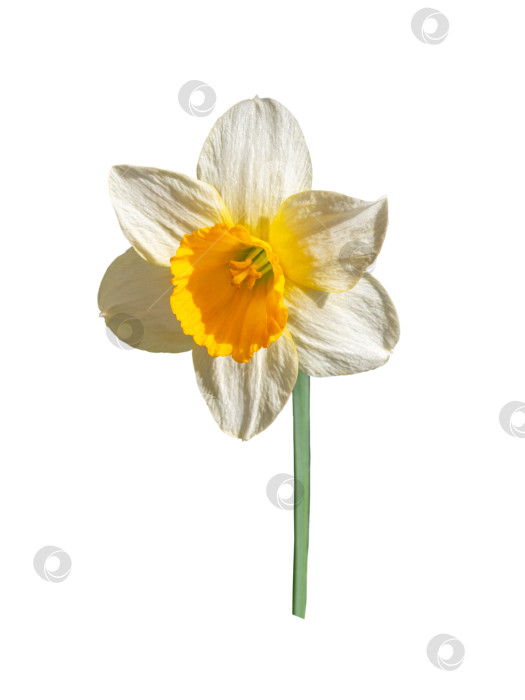Скачать Изолированный цветок белого нарцисса. Красивый цветущий цветок нарцисса на белом фоне фотосток Ozero